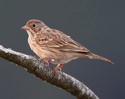 vesper sparrow