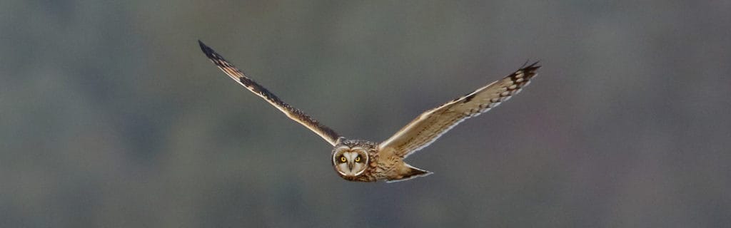 Short-eared Owl