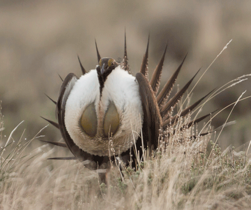 Greater Sage-grouse