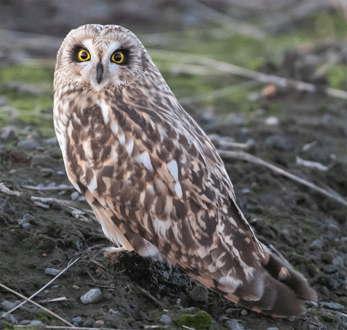Shortpeared Owl © Matt Lee Short-earred Owl