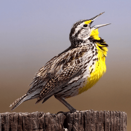 Jackson-Frazier County Park © Benton County Parks and Recreation Western Meadowlark