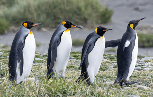 King Penguins
