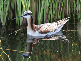 Wilson's Phalarope © Matt Lee