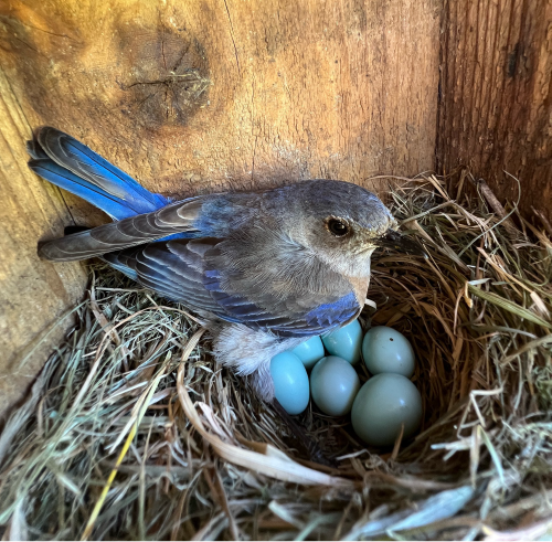 Blluebird nest with 6 eggs
